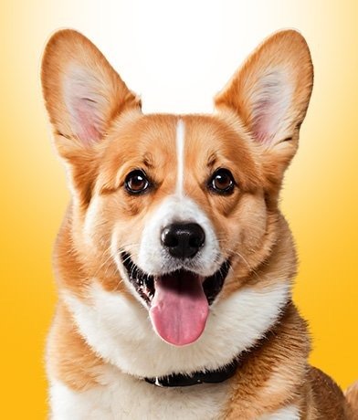 Categoria Cães